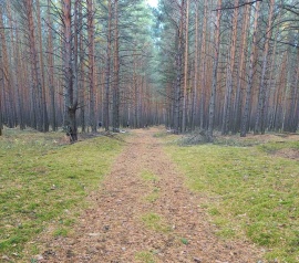 Прирезка лесных участков Кадастровые работы в Истре и Истринском районе